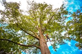  Milton, NY Tree Care Pros