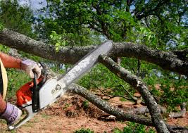 Best Hazardous Tree Removal  in Milton, NY