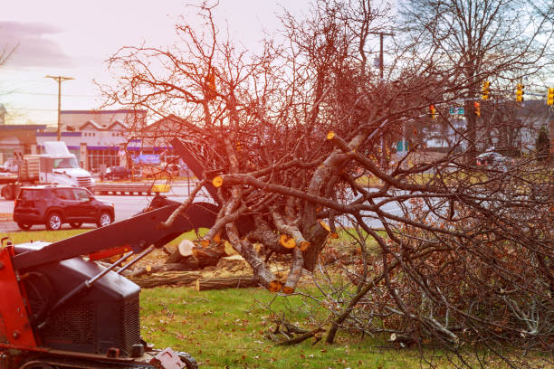 Best Tree Trimming and Pruning  in Milton, NY
