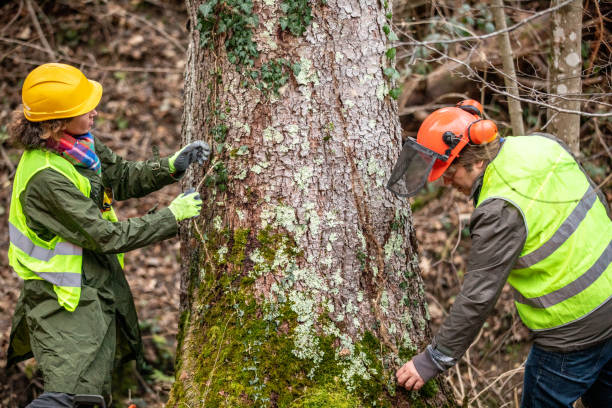 How Our Tree Care Process Works  in  Milton, NY