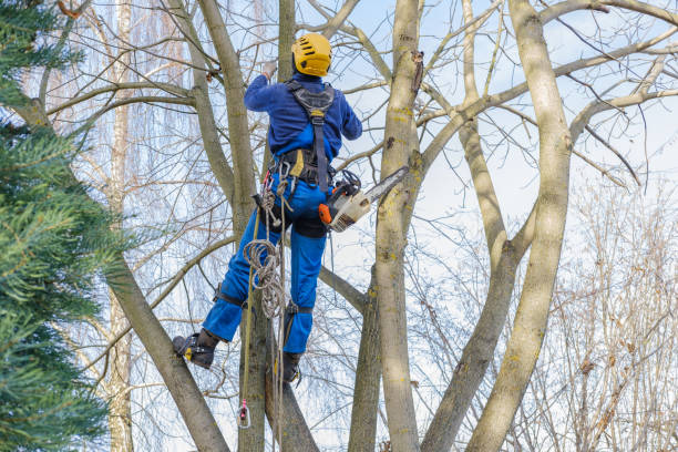 Trusted Milton, NY Tree Care Experts