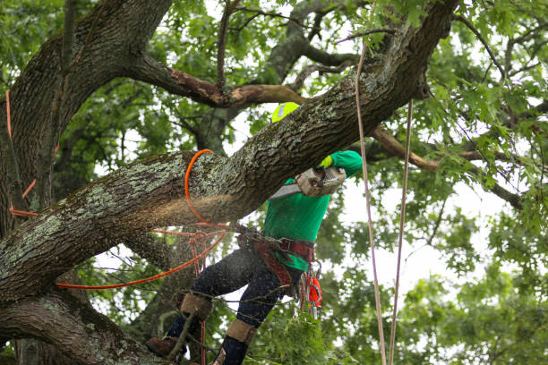 Best Tree Disease Treatment  in Milton, NY
