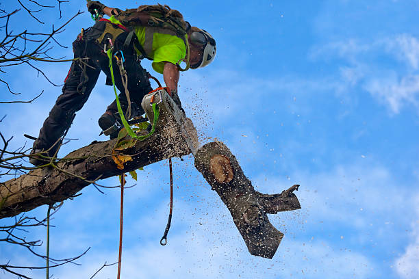 Leaf Removal in Milton, NY