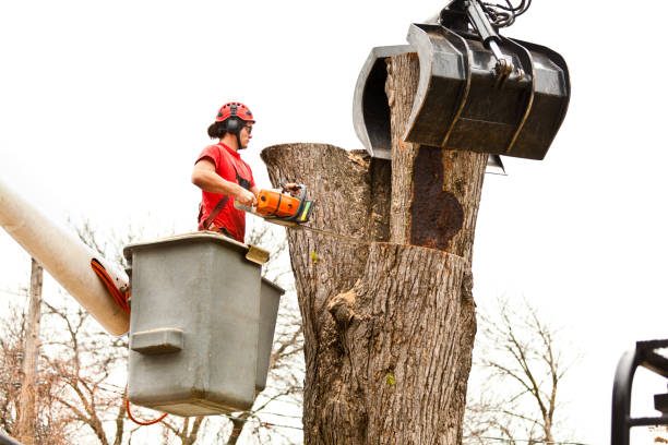 Best Storm Damage Tree Cleanup  in Milton, NY